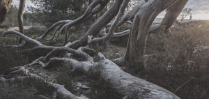 Gorgeous walk in nnational zoo in argentina