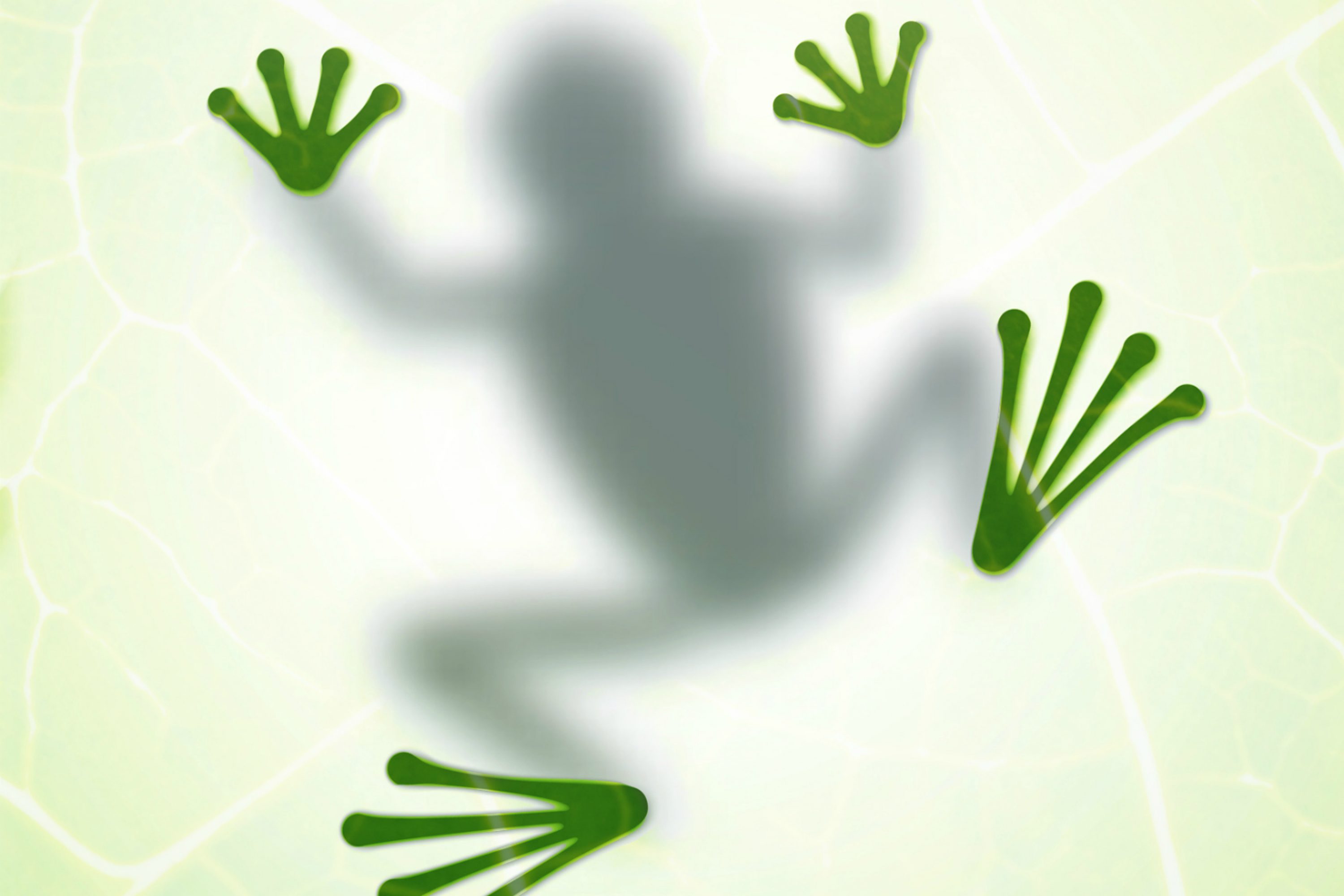 Review: Whole Lotta Frogs by Samatha Harris